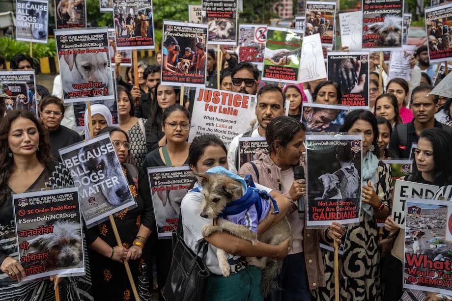 जनआक्रोश के बाद भारत के सुप्रीम कोर्ट ने आवारा कुत्तों पर आदेश में किया संशोधन: सुरक्षा, करुणा और व्यावहारिकता के बीच संतुलन