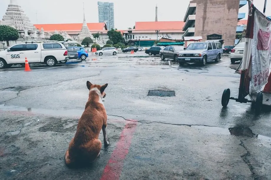 बैंकॉक में रेबीज़ प्रभावित क्षेत्र घोषित, जानवरों की आवाजाही पर 30 दिन की रोक