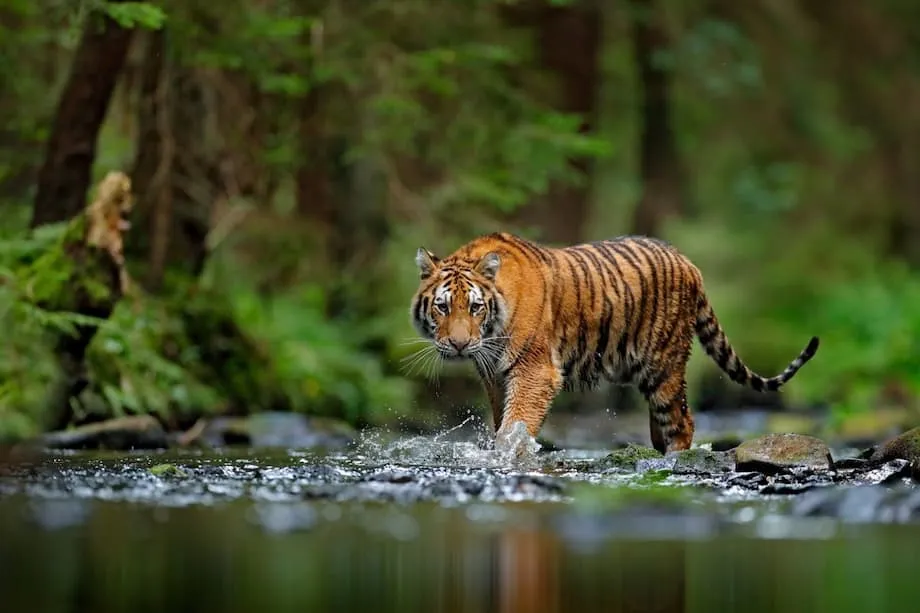 शिकार और काले बाज़ारों के कारण उत्तर कोरिया के वन्यजीव विलुप्ति के कगार पर
