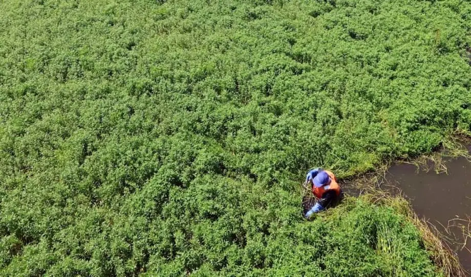 Invasive Species Remain a Heavy Burden on Local Economies | JAPAN Forward