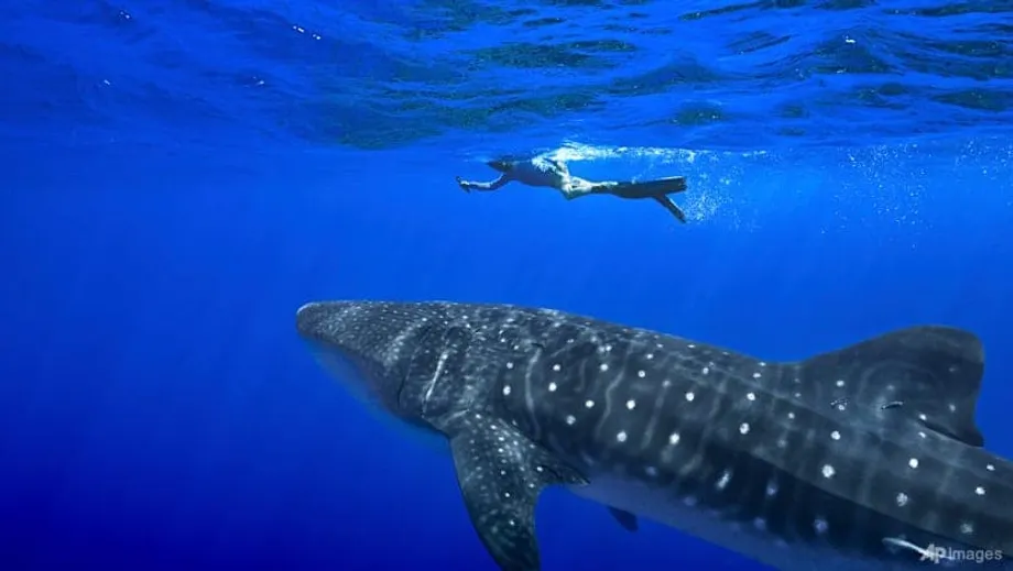 उज़्बेकिस्तान में CITES सम्मेलन में सरकारों ने शार्क और रे मछलियों की ऐतिहासिक सुरक्षा का समर्थन किया