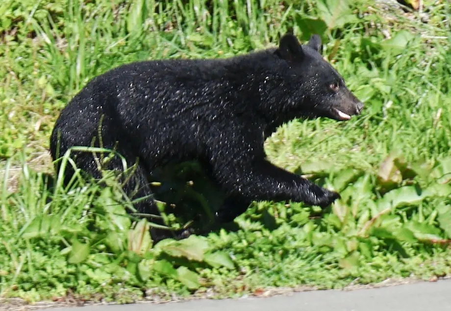 Tokyo's First Emergency Bear Shooting Prompts Review of Two-Hour Response and Trapping Rules