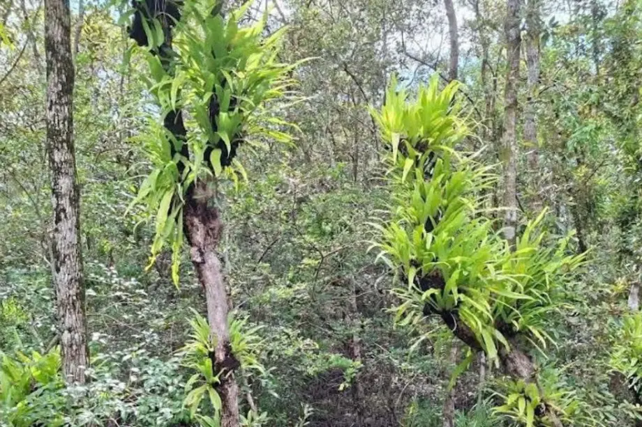Sundari Disease Affects 129.5 Million Trees as Freshwater Pressures Mount in the Sundarbans